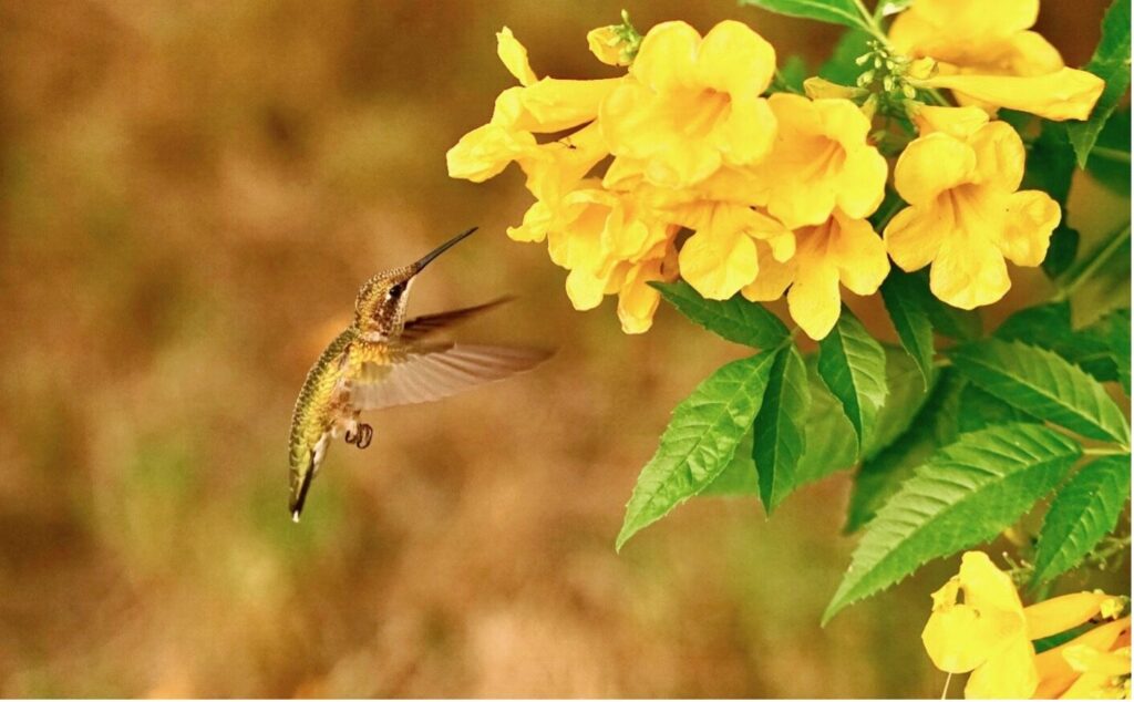 Hummingbird next to yellow flower