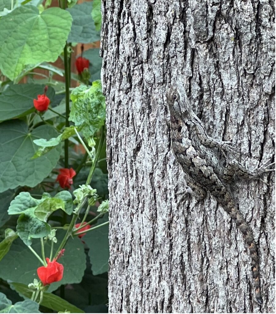 Texas Spiny Lizard