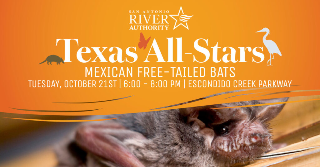 Texas All Stars - Mexican Free-Tailed Bats