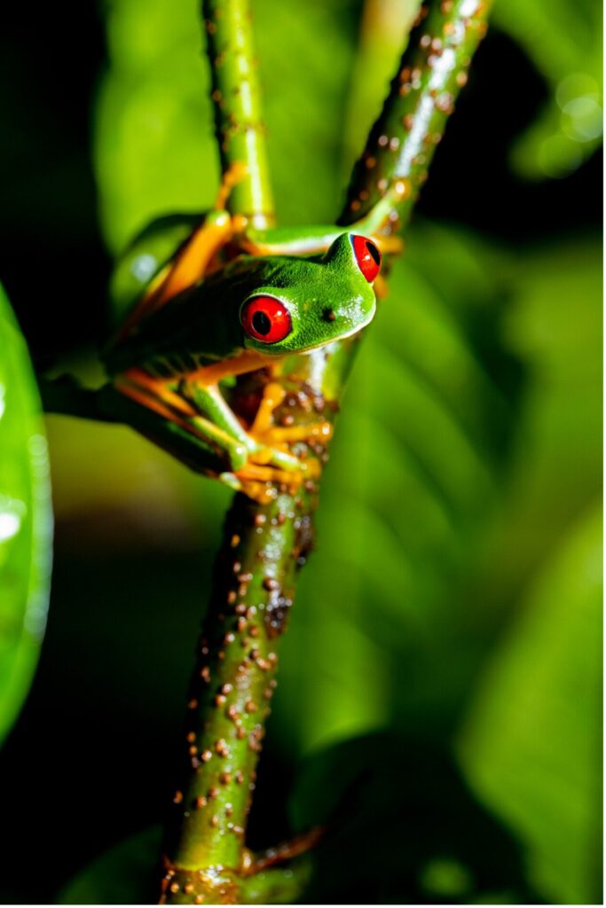 Close-up photo of tropical tree frog