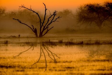 A barren tree in the middle of a wetland