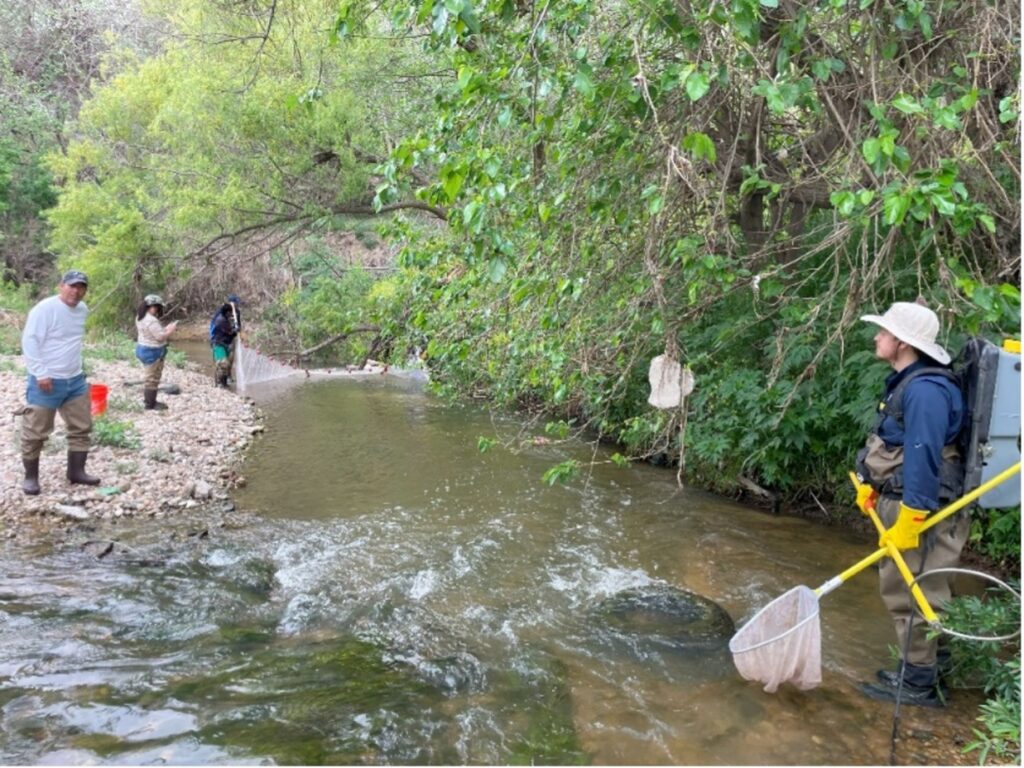 River Authority staff in water during Bioblitz event