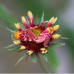 Painted Schini Moths Firewheel