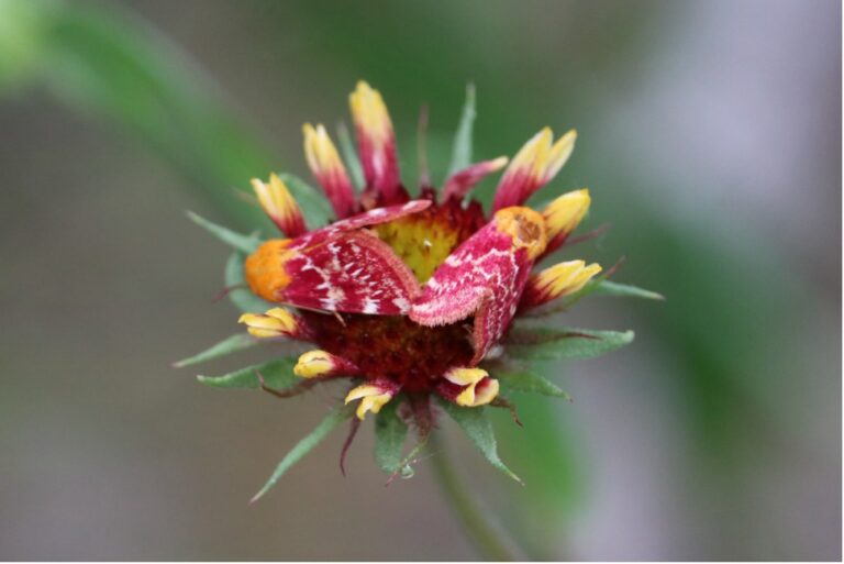 Painted Schini Moths Firewheel