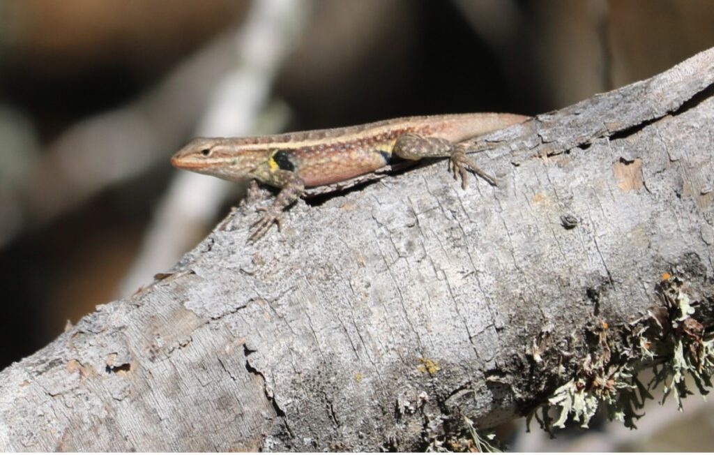 Rose Bellied Lizard