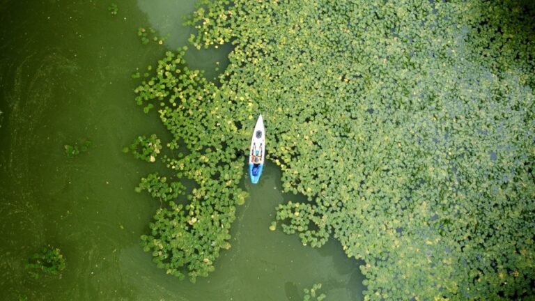 A kayak floats in the river filled with water lilies