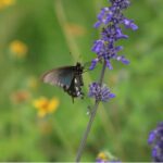 Pipevine Swallowtail on Mealy Blue Sage. Photo credit: Salem De La Luna.