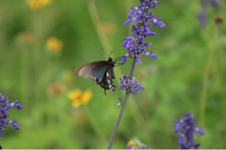 Pipevine Swallowtail on Mealy Blue Sage. Photo credit: Salem De La Luna.
