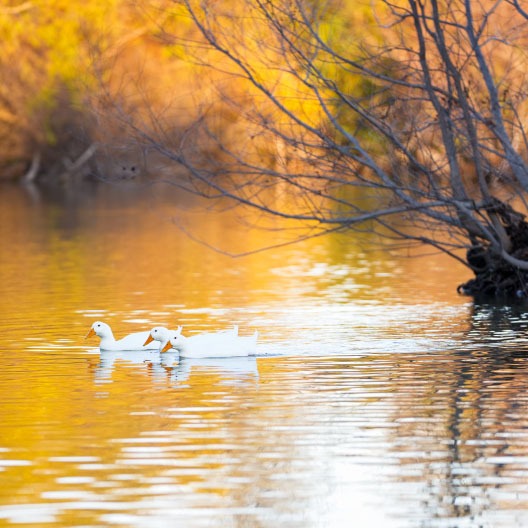 Three white ducks glide in the river