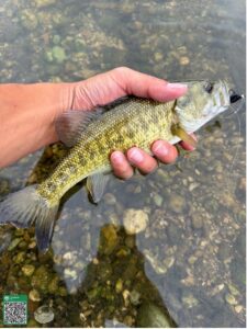 A hand holds a small bass fish