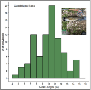 A chart showcasing the amount of fish caught during the River Rodeo event