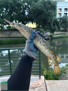 A hand holds up a spotted gar