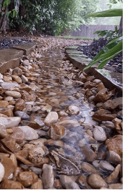 Rain garden