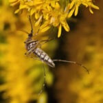 Inland Floodwater Mosquito