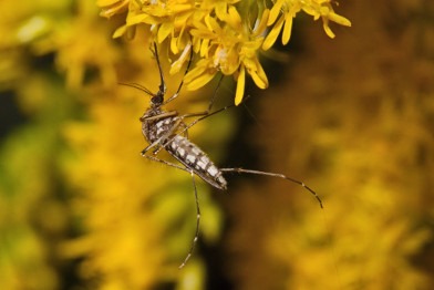 Inland Floodwater Mosquito