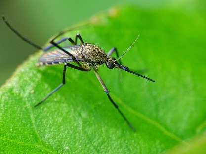 mosquito