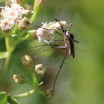 Mosquito
