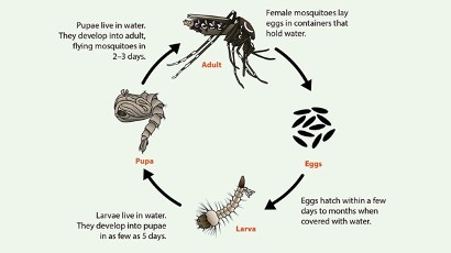 Mosquito life cycle
