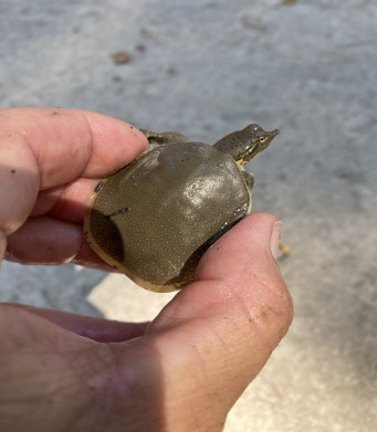 Baby Guadalupe Spiny Softshell Turtle