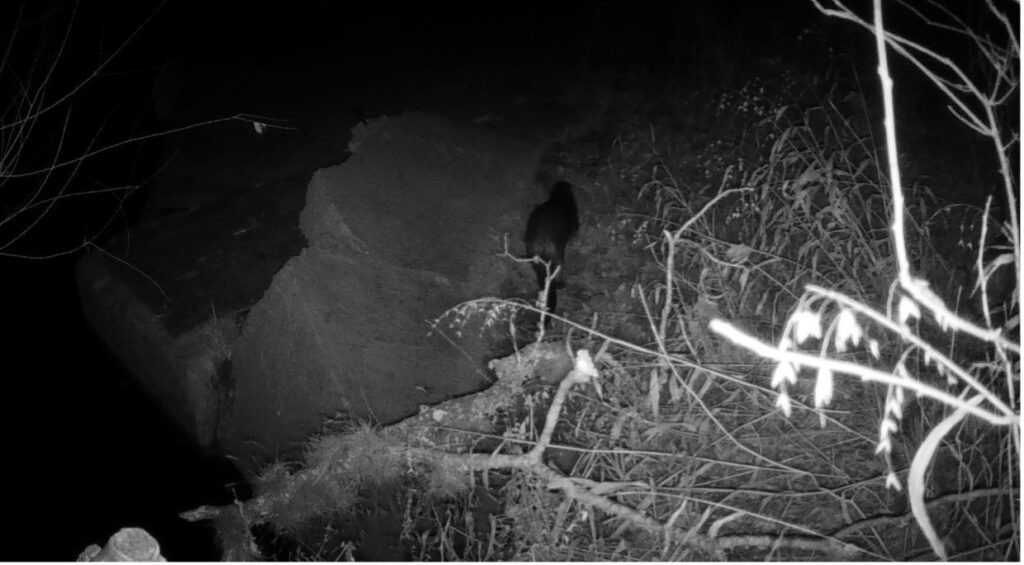 A silhouette of an otter can be seen in this nighttime photo near the river.