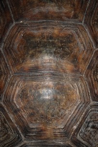 An example of scutes on the shell of a Texas Tortoise.