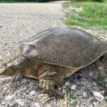 Guadalupe Spiny Softshell Turtle “walking” along the road.
