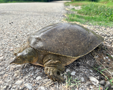 Guadalupe Spiny Softshell Turtle “walking” along the road.