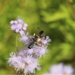 A pair of Megachile policaris, a species of leaf-cutter bee, feeds on Gregg’s mistflower. Photo Credit: Lee Marlowe