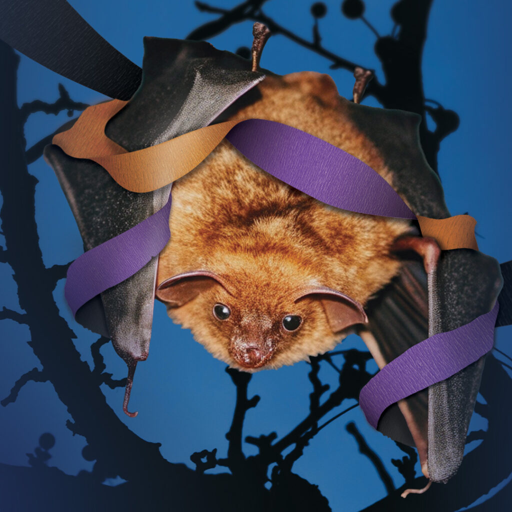 A Mexican Free Tailed Bat wrapped in Halloween litter.